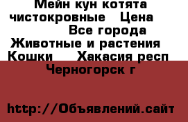 Мейн-кун котята чистокровные › Цена ­ 25 000 - Все города Животные и растения » Кошки   . Хакасия респ.,Черногорск г.